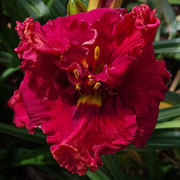 Fancy Face Pucker Up Daylily